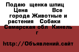 Подаю. щенка шпиц  › Цена ­ 27 000 - Все города Животные и растения » Собаки   . Самарская обл.,Кинель г.